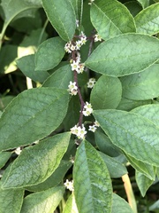 Ilex verticillata