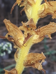 Orobanche gracilis