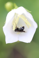 Lasioglossum costulatum