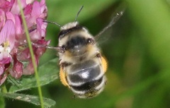 Anthophora aestivalis
