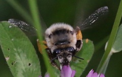 Anthophora aestivalis