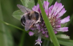 Anthophora aestivalis