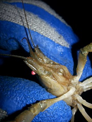 Procambarus lophotus