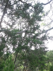 Pantherophis obsoletus