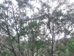 Pantherophis obsoletus
