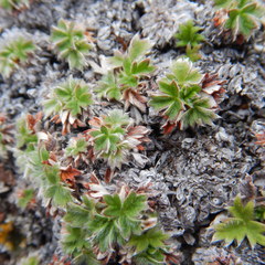 Potentilla subvahliana