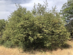 Quercus berberidifolia × engelmannii