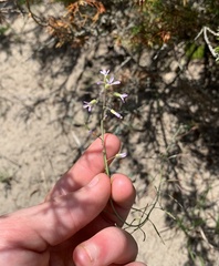 Boechera grahamii