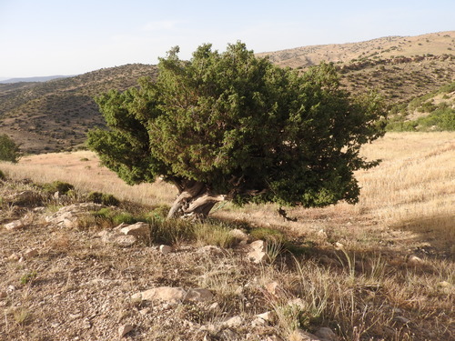 western prickly juniper