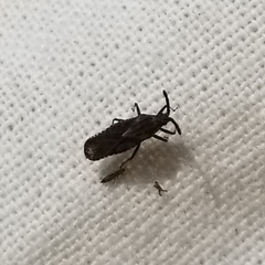 Teleonemia scrupulosa