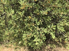 Quercus berberidifolia × engelmannii