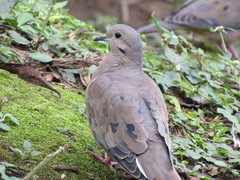 Zenaida auriculata