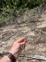 Boechera grahamii