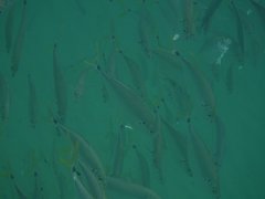 Chloroscombrus chrysurus