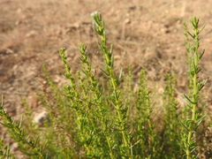 Salsoloideae