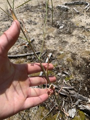 Boechera grahamii