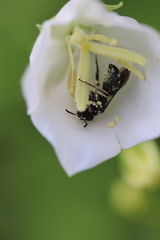 Lasioglossum costulatum