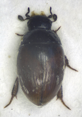 Cercyon melanocephalus