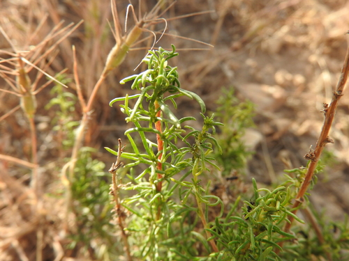 Field Sagewort