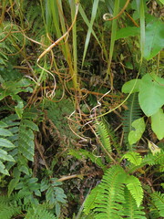Dracophyllum elegantissimum