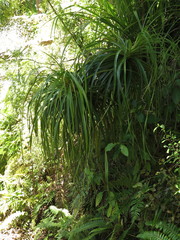 Dracophyllum elegantissimum