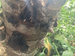 Auricularia