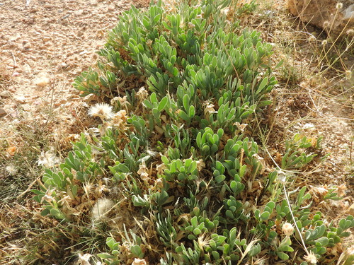 Hertia cheirifolia