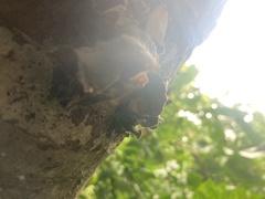 Auricularia