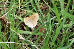 Metarranthis indeclinata