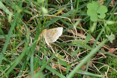 Metarranthis indeclinata