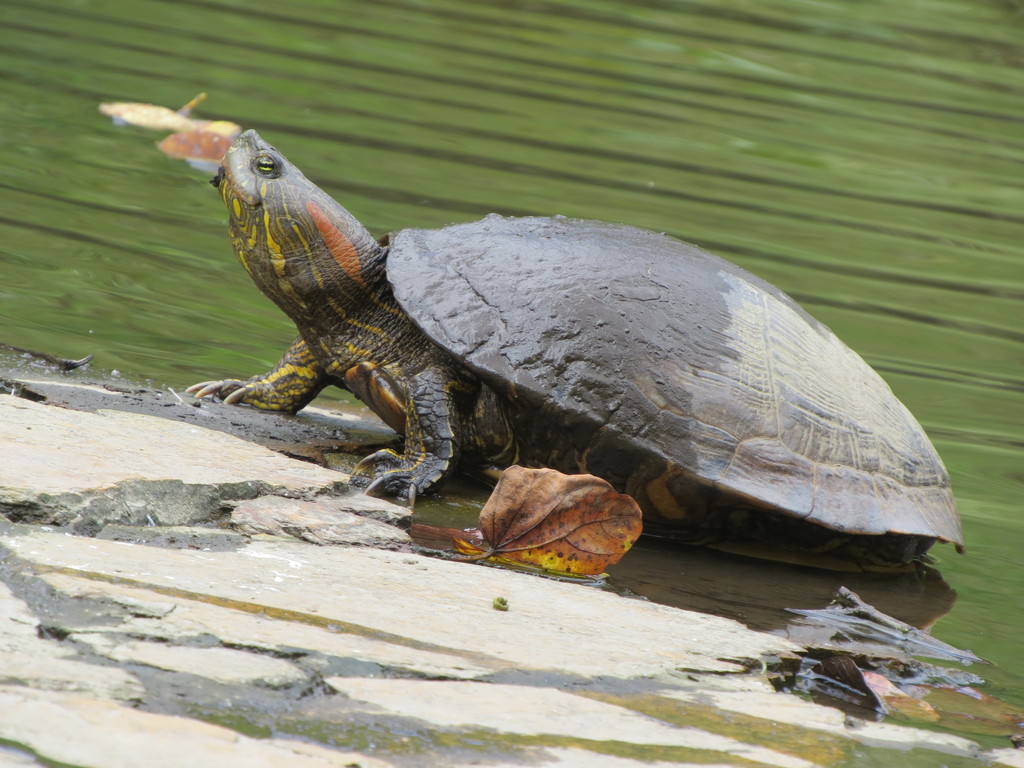 Colombian Slider in June 2021 by Alejo Williams · iNaturalist