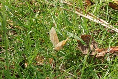 Metarranthis indeclinata