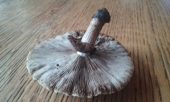 Cyclocybe parasitica