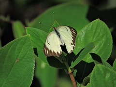 Lepidoptera