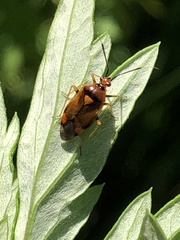 Deraeocoris ruber
