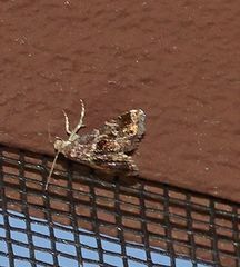 Homophoberia apicosa