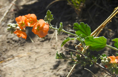 Sphaeralcea munroana