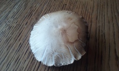 Cyclocybe parasitica