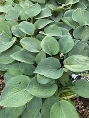 Hosta ventricosa