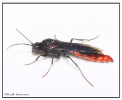 Elaphroptera scoliaeformis