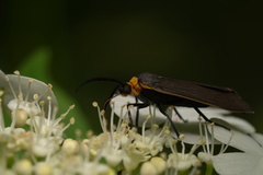 Cisseps