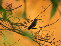 Chlorostilbon lucidus