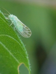 Psylla buxi