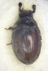 Cercyon melanocephalus