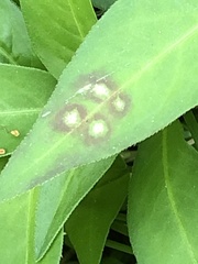 Septoria polygonorum