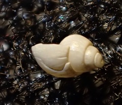 Odostomia nota