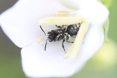Lasioglossum costulatum