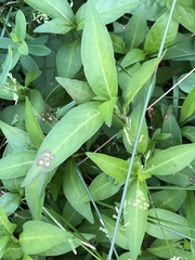 Septoria polygonorum