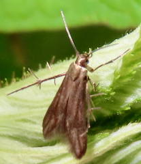 Schreckensteinioidea