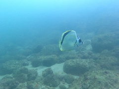 Chaetodontidae